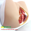 SELL 12462 Life Size Anatomy and Biology Education Female Perineum Model